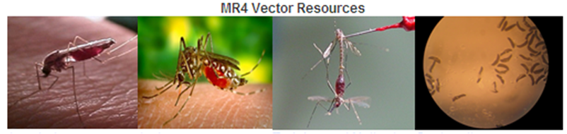 MR4 Vector Resources Link